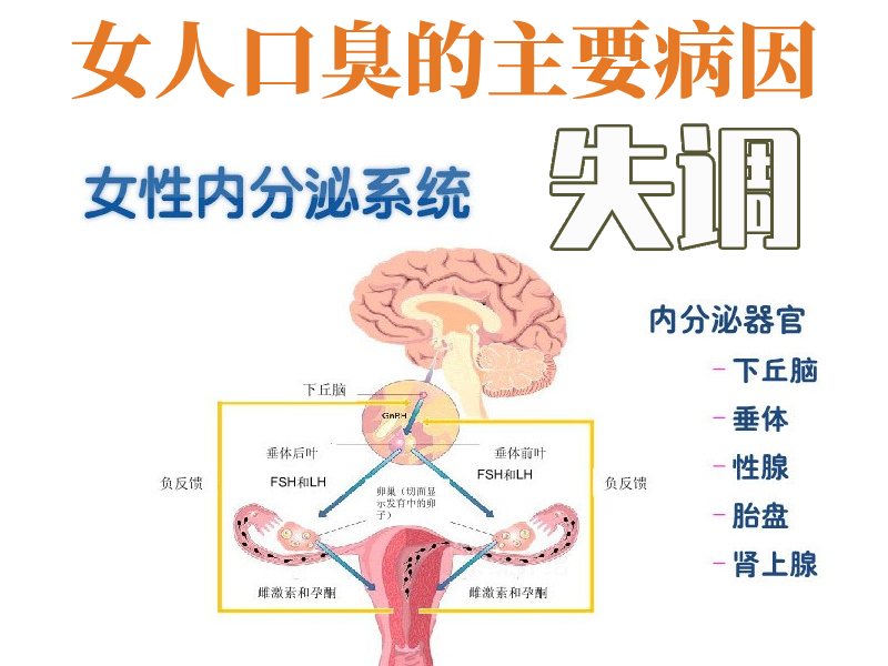 女人内分泌系统