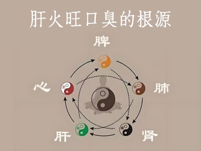 腑脏图